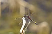 Male Large white faced darter