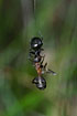 Lasaeola tristis eating a wood ant