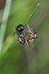 Lasaeola tristis eating an ant