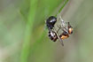 Lasaeola tristis feeding on wood ant