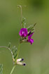 Photo ofCommon Vetch  (Viccia angustifolia). Photographer: 