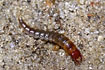 Broscus cephalotes larva