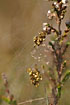 Araneus quadratus spiderlings