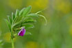Photo ofCommon Vetch  (Viccia angustifolia). Photographer: 