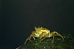 Photo ofCommon Shore Crab (Carcinus maenas). Photographer: 