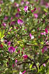 Photo ofSpiny Restharrow (Ononis repens). Photographer: 