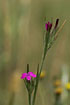 Photo ofDeptford pink  (Dianthus armeria). Photographer: 