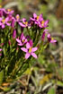 Foto af Mark-Tusindgylden (Centaurium erythraea var. erythraea). Fotograf: 