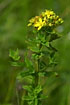 Photo ofSquare-stalked St Johns-wort (Hypericum tetrapterum). Photographer: 