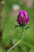 Photo ofStrawberry Clover  (Trifolium fragiferum). Photographer: 