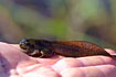 Large Spadefoot tadpole