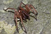 Photo of (Drassodes cupreus). Photographer: 
