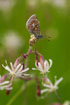 Foto af Almindelig Blfugl (Polyommatus icarus). Fotograf: 