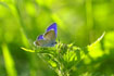 Photo ofAmandas Blue (Polyommatus amanda). Photographer: 