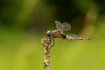 Male Scarce chaser