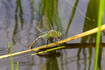 Ovipositing Dragonfly