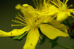 Photo ofPerforate St Johns-wort (Hypericum perforatum). Photographer: 