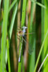 Photo ofRaft Spider (Dolomedes fimbriatus). Photographer: 