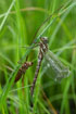 Newly hatched hawker with its exuvium