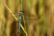 Photo ofEmperor Dragonfly (Anax imperator). Photographer: 