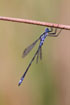 Male Blue tailed damselfly