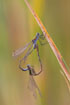 Blue tailed damselfly mating