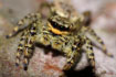 Portrait of a jumping spider