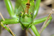 Portrait of a Great green bush cricket