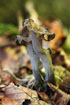 Photo ofHorn of Plenty (Black Trumpet) (Craterellus cornucopioides). Photographer: 