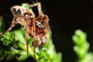 Photo ofLynx spider (Oxyopes ramosus). Photographer: 