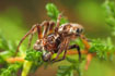 Photo ofLynx spider (Oxyopes ramosus). Photographer: 