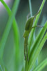 Foto af Smaragdedderkop (Micrommata virescens). Fotograf: 