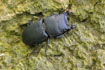 Photo ofLesser Stag Beetle (Dorcus parallelepipedus). Photographer: 