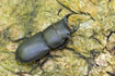 Male Lesser stag beetle