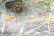 Foto af Rustrd husedderkop (Malthonica ferruginea). Fotograf: 