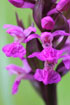 Photo ofWestern Marsh-orchid (Dactylorhiza majalis). Photographer: 