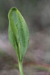 Photo ofAdders-tongue (Ophioglossum vulgatum). Photographer: 