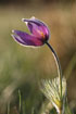 Photo ofPasqueflower (Pulsatilla vulgaris). Photographer: 