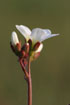 Photo ofMeadow Saxifrage (Saxifraga granulata). Photographer: 