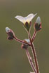 Photo ofMeadow Saxifrage (Saxifraga granulata). Photographer: 