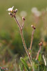 Foto af Kornet Stenbrk (Saxifraga granulata). Fotograf: 