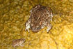 Young and adult natterjack toad