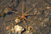 Male raft spider