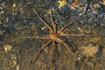 Male raft spider