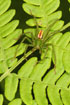 Male hunstman spider