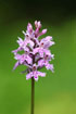 Photo ofCommon Spotted-orchid (Dactylorhiza maculata ssp. fuchsii). Photographer: 