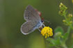 Photo ofLittle Blue (Cupido minimus). Photographer: 