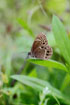 Photo ofWoodland brown (Lopinga achine). Photographer: 