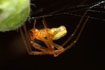 Foto af Perleedderkop (Enoplognatha ovata). Fotograf: 