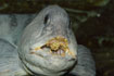 Photo ofWolf Fish or Catfish (Anarhichas lupus). Photographer: 